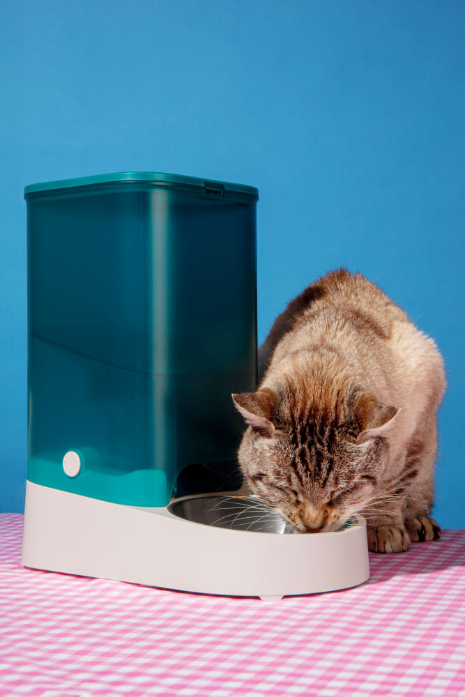 CAT IT חול לחתולים איכותי במחסן של חיים